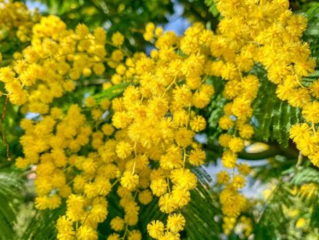 Torta mimosa festa della donna